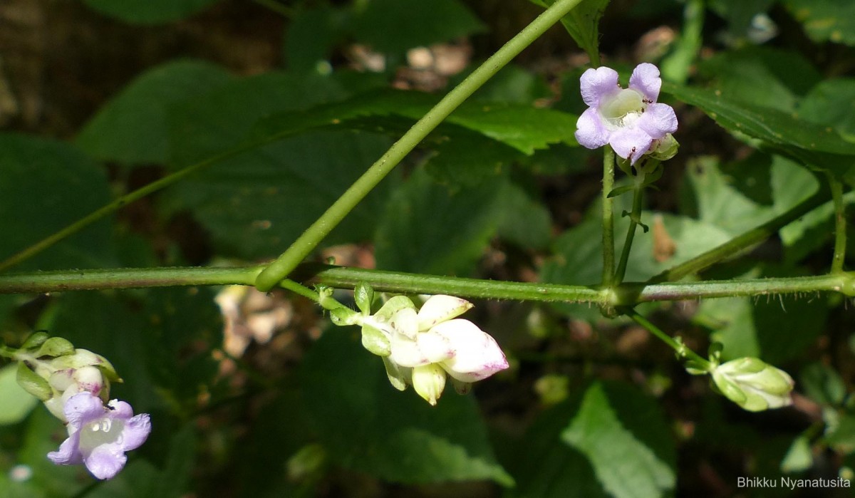 Strobilanthes lupulina Nees